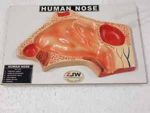 Human nose model