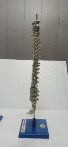 Human spine model