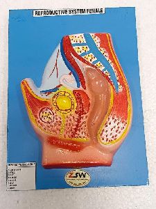 female reproductive system model