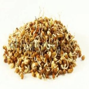 Dehydrated Sprouted Moth Beans