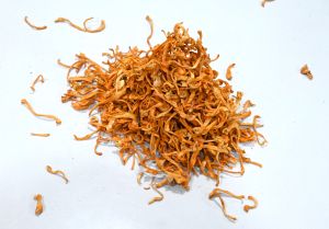 cordyceps militaris fruit body