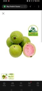 Pink Guava