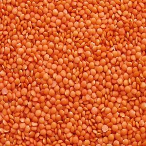 masoor dal