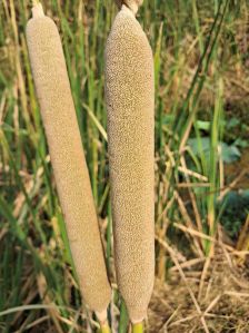 broadleaf cattail plant