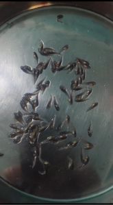 chital fish seed