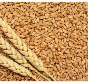 Wheat Grains