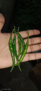 fresh green chilli