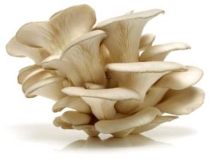 Dry Oyster Mushrooms