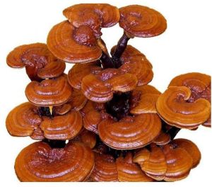 Ganoderma Mushroom