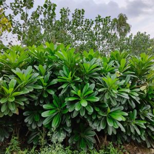 plumeria plant