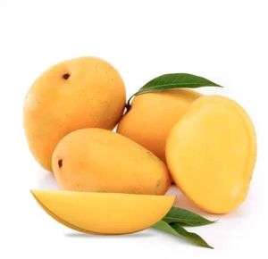 Natural Fresh Alphonso Mango For Juice Making, Direct Consumption