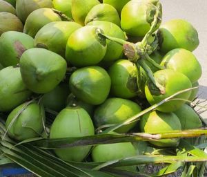 Fresh Green Coconut