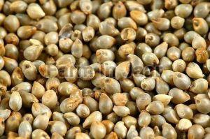 Bajra Seeds