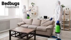 Bed Bugs Pest Control Service