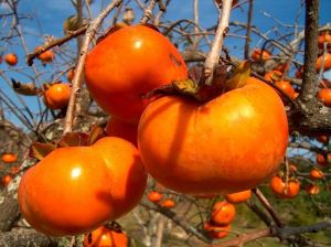 persimmon fruit