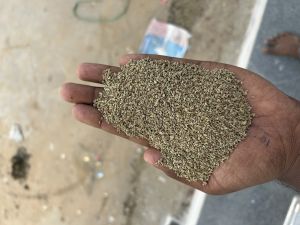 Organic Ajwain Seed, Color : Grey