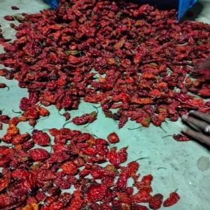 KING CHILLI RAW AND DRIED