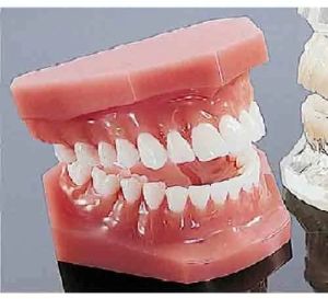 BEP-002 Human Teeth Model