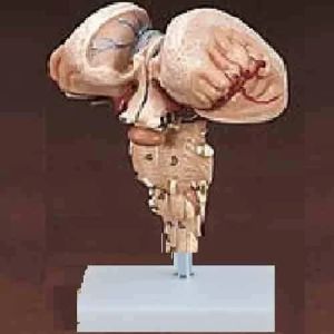 BEP-308-2 Brain Model