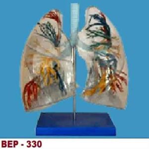 BEP-330 Lung Model