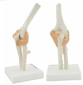 Elbow Bone Joint Model