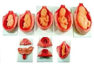 Fetus Development Model