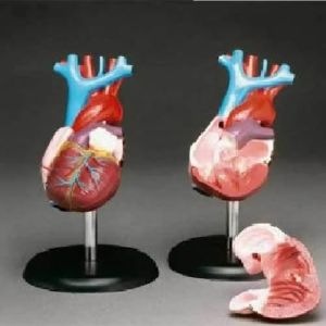 Full Heart Model