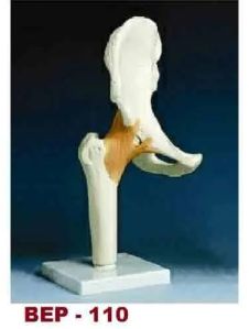 Hip Bone Joint Model