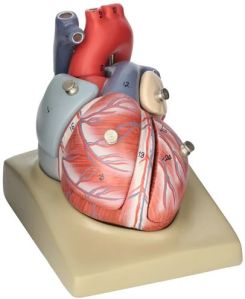 Human Heart Model