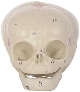 ZX-1201 Skull Model