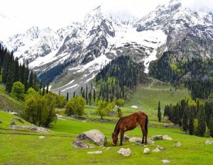 Kashmir Travel Agent