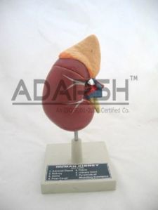 Human Kidney Model Basic on Stand (2 Parts Dissectible)