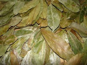 graviola leaves