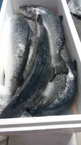 Fresh Atlantic Salmon