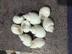 bleach babylonia spirata sea shell