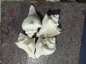 natural red mulli sea shell