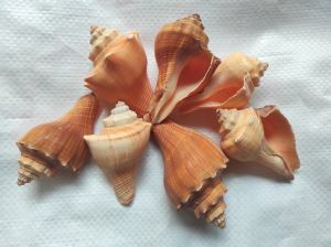 red mulli sea shell