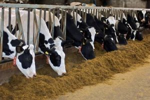 Cattle Feed Supplement