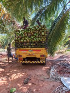 Organic Tender Coconut, Coconut Size : Medium