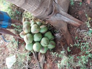 Tender Coconut Water