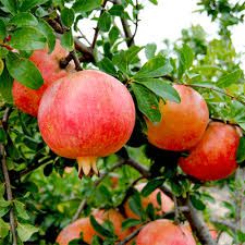 Fresh Ruby Pomegranate