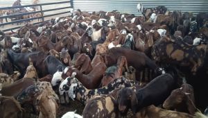 Live Goat For Meat Business Purpose, Freezing Process : Cold Storage