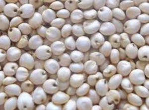 White Sorghum Seed