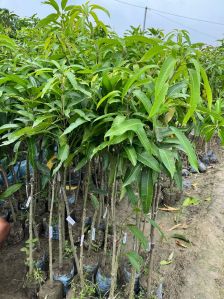 Mango plant