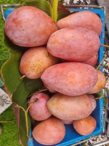 Red ivory mango plant