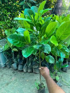 Vietnam Jackfruit