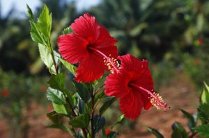 fresh hibiscus flower