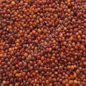 Natural Arhar Dal For Cooking