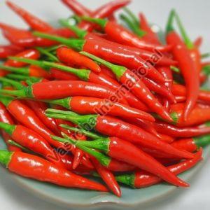 Fresh Red Chilli For Cooking, Making Pickles, Cooking