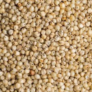 Sorghum Seeds, Packaging Size : 25-50 Kg